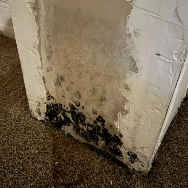 Professional Mold Removal in Harrison County, IN
